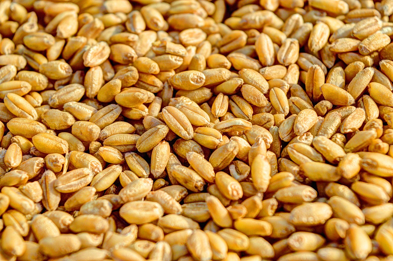 Wheat Grain