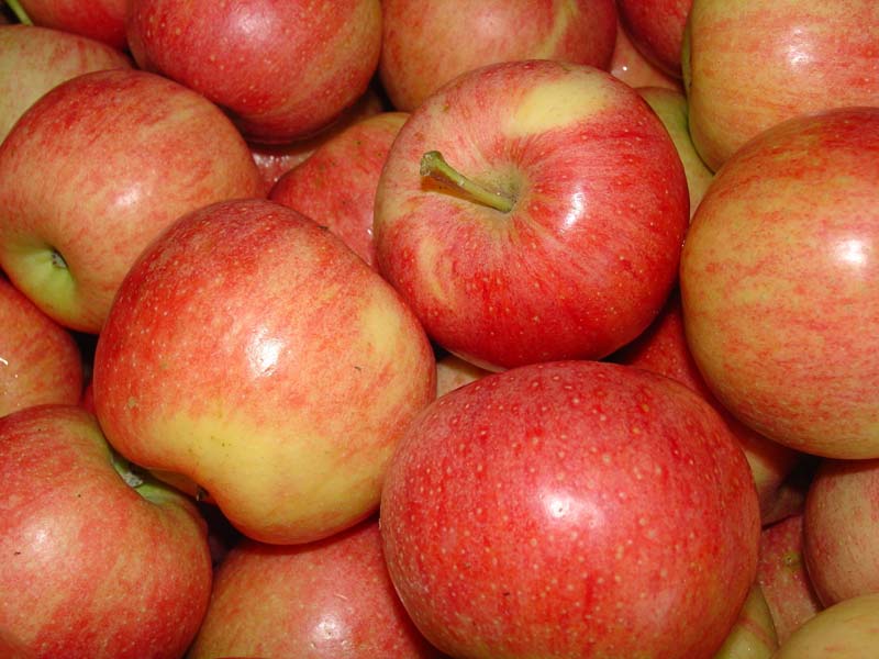 Fresh Fuji Apples